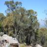 Fotografia 8 da espécie Allocasuarina verticillata do Jardim Botânico UTAD