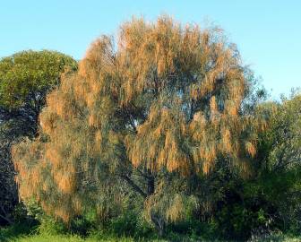 Fotografia da espécie Allocasuarina verticillata