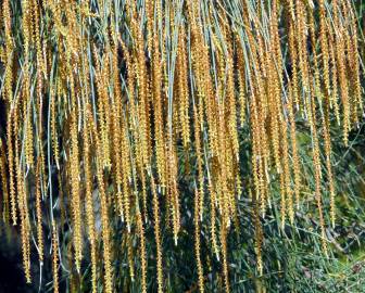 Fotografia da espécie Allocasuarina verticillata