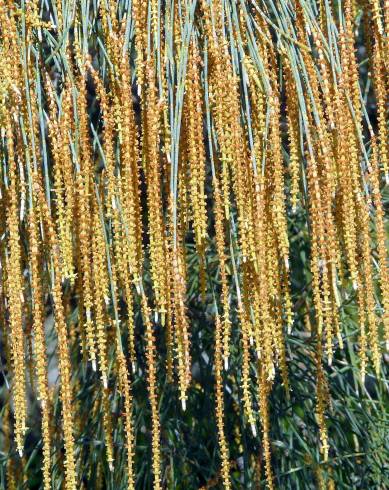 Fotografia de capa Allocasuarina verticillata - do Jardim Botânico