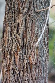 Fotografia da espécie Allocasuarina verticillata