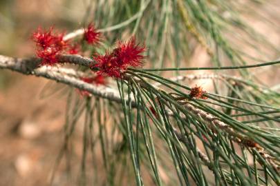 Fotografia da espécie Allocasuarina verticillata