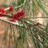 Fotografia 11 da espécie Allocasuarina verticillata do Jardim Botânico UTAD