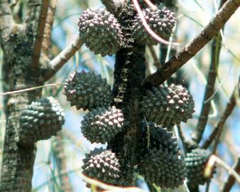 Fotografia da espécie Allocasuarina verticillata