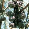 Fotografia 12 da espécie Allocasuarina verticillata do Jardim Botânico UTAD