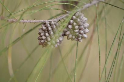 Fotografia da espécie Allocasuarina verticillata