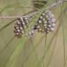 Fotografia 13 da espécie Allocasuarina verticillata do Jardim Botânico UTAD
