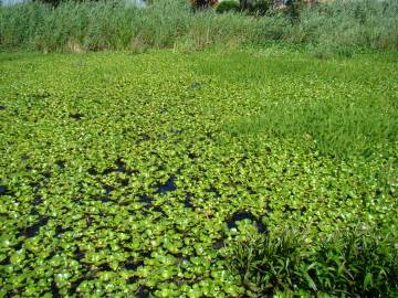 Fotografia da espécie Pontederia crassipes