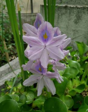 Fotografia 10 da espécie Pontederia crassipes no Jardim Botânico UTAD