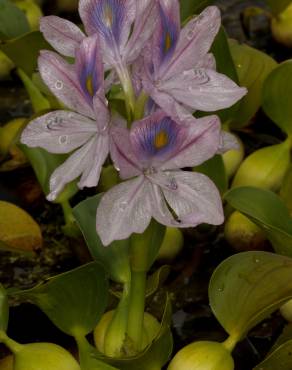 Fotografia 11 da espécie Pontederia crassipes no Jardim Botânico UTAD