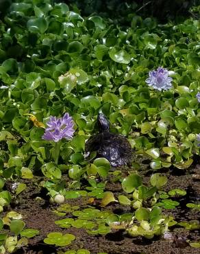 Fotografia 12 da espécie Pontederia crassipes no Jardim Botânico UTAD