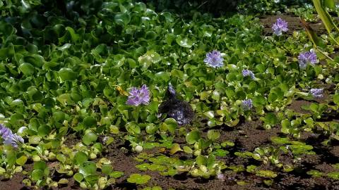 Fotografia da espécie Pontederia crassipes