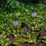 Fotografia 12 da espécie Pontederia crassipes do Jardim Botânico UTAD