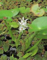 Heteranthera reniformis