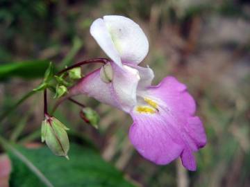 Fotografia da espécie Impatiens balfourii