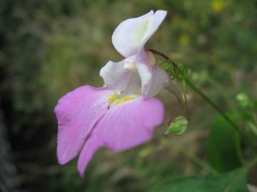 Fotografia da espécie Impatiens balfourii