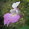 Fotografia 3 da espécie Impatiens balfourii do Jardim Botânico UTAD