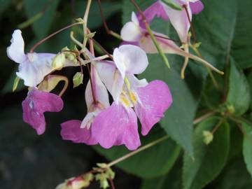 Fotografia da espécie Impatiens balfourii