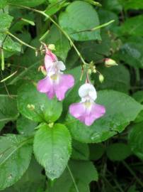 Fotografia da espécie Impatiens balfourii