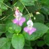 Fotografia 5 da espécie Impatiens balfourii do Jardim Botânico UTAD