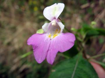 Fotografia da espécie Impatiens balfourii