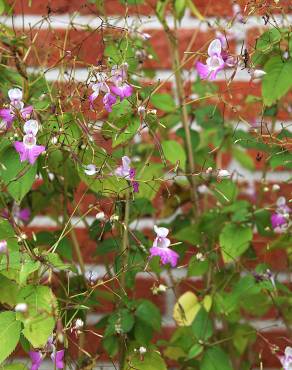 Fotografia 7 da espécie Impatiens balfourii no Jardim Botânico UTAD