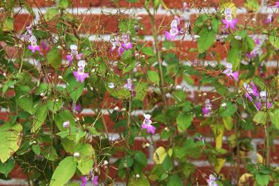 Fotografia da espécie Impatiens balfourii