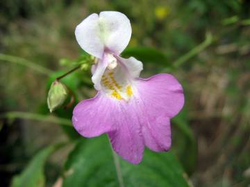 Fotografia da espécie Impatiens balfourii