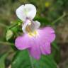 Fotografia 8 da espécie Impatiens balfourii do Jardim Botânico UTAD