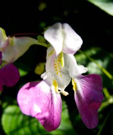 Fotografia da espécie Impatiens balfourii