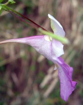 Fotografia 10 da espécie Impatiens balfourii no Jardim Botânico UTAD