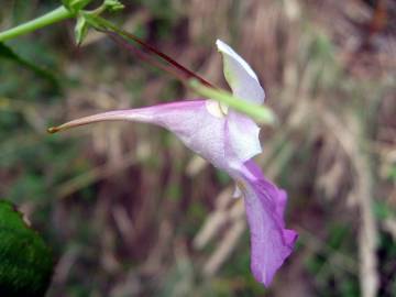 Fotografia da espécie Impatiens balfourii