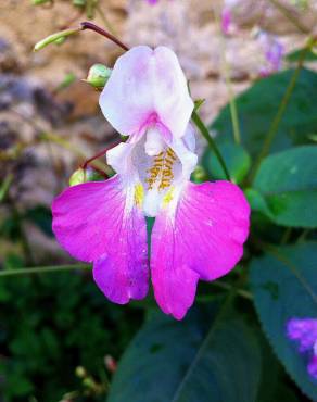 Fotografia 11 da espécie Impatiens balfourii no Jardim Botânico UTAD