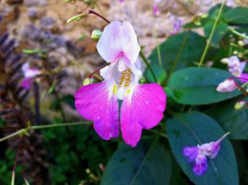 Fotografia da espécie Impatiens balfourii