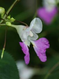 Fotografia da espécie Impatiens balfourii