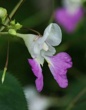 Fotografia 12 da espécie Impatiens balfourii no Jardim Botânico UTAD