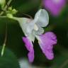 Fotografia 12 da espécie Impatiens balfourii do Jardim Botânico UTAD