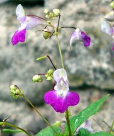 Fotografia da espécie Impatiens balfourii