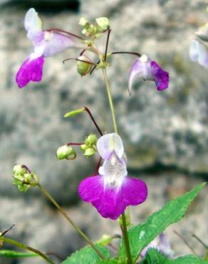 Fotografia 13 da espécie Impatiens balfourii no Jardim Botânico UTAD