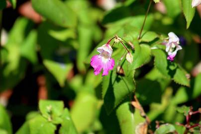 Fotografia da espécie Impatiens balfourii