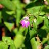 Fotografia 14 da espécie Impatiens balfourii do Jardim Botânico UTAD