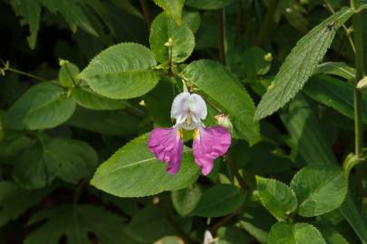 Fotografia da espécie Impatiens balfourii