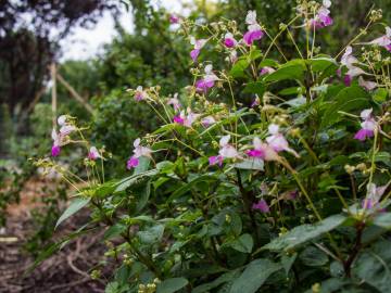 Fotografia da espécie Impatiens balfourii