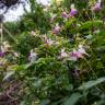 Fotografia 16 da espécie Impatiens balfourii do Jardim Botânico UTAD