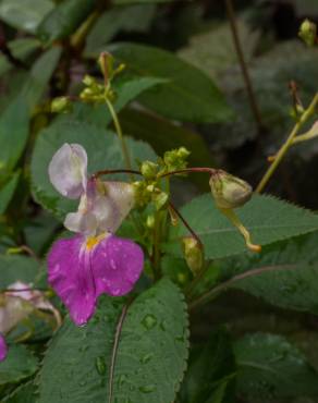 Fotografia 17 da espécie Impatiens balfourii no Jardim Botânico UTAD