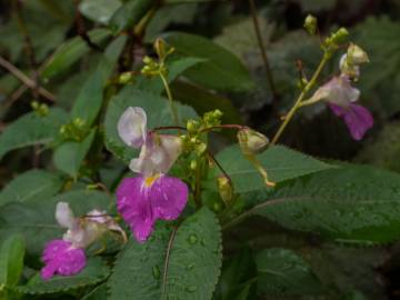 Fotografia da espécie Impatiens balfourii