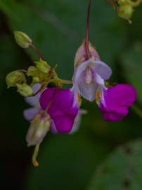 Fotografia da espécie Impatiens balfourii