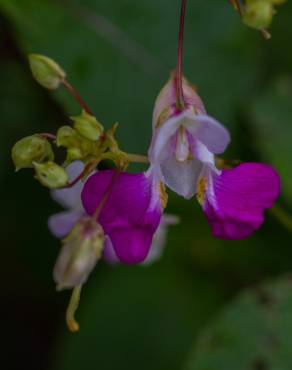 Fotografia 18 da espécie Impatiens balfourii no Jardim Botânico UTAD