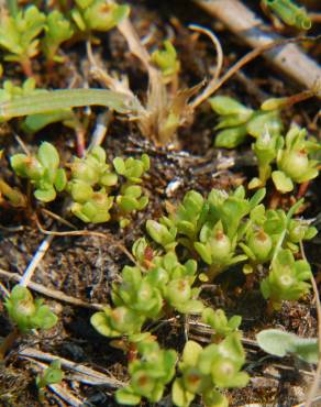 Fotografia 1 da espécie Anagallis minima no Jardim Botânico UTAD