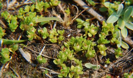 Fotografia da espécie Anagallis minima